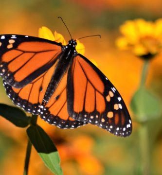 Top 3 lugares turísticos en michoacán