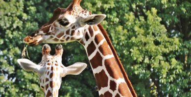 Qué hacer en el Zoológico de Zacango